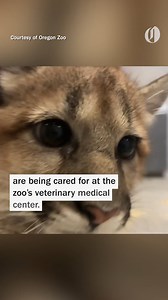 The Oregon Zoo’s newest fuzzy friends are a pair of orphaned cougar cubs, littermates who were rescued from Southwest Washington last month. 😍 Read more at https://www.hereisoregon.com/places/2024/12/oregon-zoo-has-two-new-cubs-a-pair-of-orphaned-cougar-siblings.html?utm_source=facebook&utm_medium=social&utm_campaign=dhfacebook&utm_content=app.dashhudson.com/here-is-oregon/library/media/479910696 | Here Is Oregon