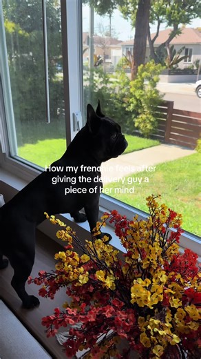 I don’t care when anybody says Frenchies are the ultimate watchdog 👮‍♀️ ##dogtok##frenchbulldog##funnydog##doglover##dogmom