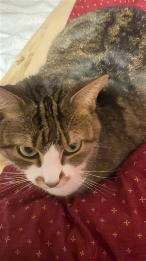 Stonk meow meow meow #cat #catsoftiktok