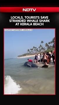 Locals, Tourists Save Stranded Whale Shark At Kerala Beach
