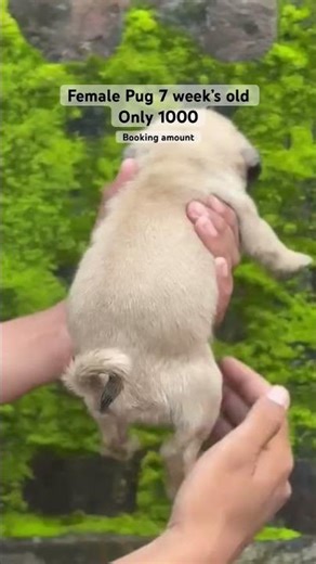 7 weeks old female pug puppy 🐶#shihtzu #dog #ddpetsgalaxy #cute #puppy