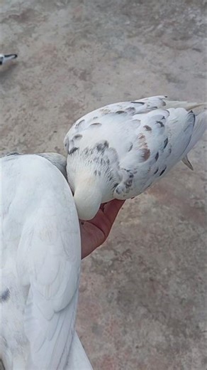 Two Pigeon Fighting Over Food!😱