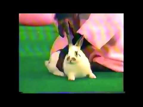 Cartoon Network Easter Monkey Marathon promo (2004)