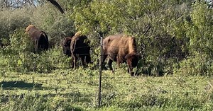 San Angelo State Park Releases August Event Schedule