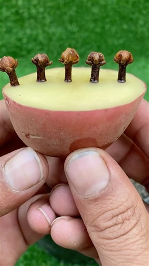 Cloves Growing on a Plant? 😱 Real Clove (Laung) Tree at Home in a Pot! 🌱 #Cloves#ClovePlant#Laung