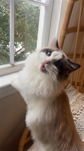 Snoopys always watching 👀#fyp #viral #trending #cute #kitty