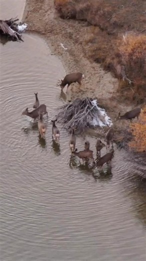 Glimpses of Migration: Deer decisions || A group of migrating mule deer gathers at the edge of the longest water-crossing of their 150-mile migration, deciding if they want to cross at this location. Watch as they circle at the shoreline, drinking and cautiously scanning the water ahead. One doe starts to venture out. For a moment it looks like the group may follow her lead, but something stops them. Maybe it’s the current, the distance, or an unknown scent. She circles back to the shore, with t