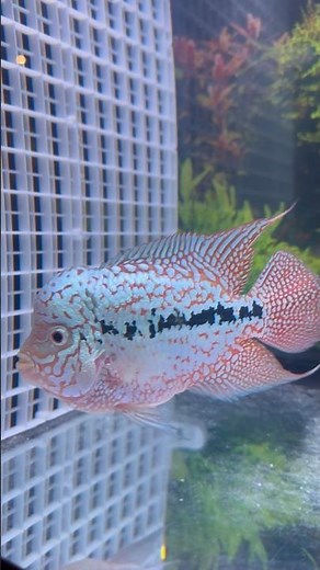 Insane Flowerhorn Kamfa Transformation | HD Growth Timeline