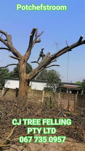 ​Expert palm tree removal, stump grinding, and site clearing. We specialize in #treeremoval