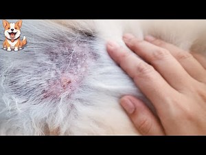 Pyoderma in dogs causes and treatment
