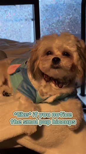 pup hiccups #scrumpthepup #shihtzu #shichon #teddybear #puppylife