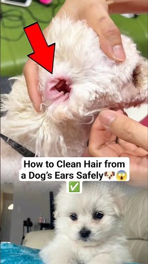 How to Clean Hair from a Dog’s Ears Safely 🐶 #DogGrooming #DogEarCleaning #PetCare #DogCare #vairal