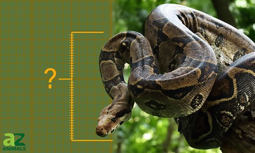 Discover the Largest Boa Constrictor Ever Caught