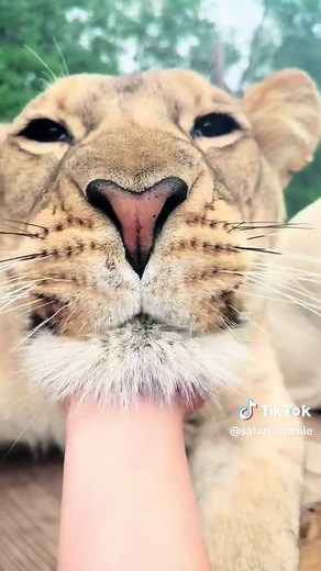 Adorable Big Cat Booping Compilation