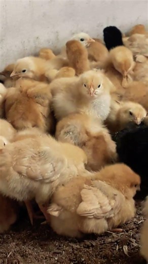 I feed good #shorts #kids #chickonhand