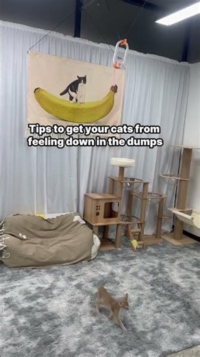 The rope on this toy is safe and very soft, allowing cats to easily free themselves. #cat #cattoy