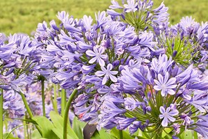 Don’t prune your agapanthus just anytime: the right timing for spectacular flowers - Netmums