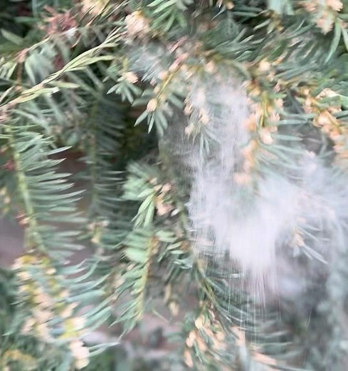 POLLEN SHOWER - it's Tree-pollen season