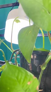 ¿Sabías que existe un foco LED con panel solar integrado? 🌞💡✨ Ven por el tuyo a MasFerre. ✨ | Somos Mas Ferre