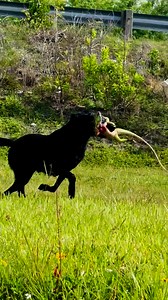 24K views · 586 reactions | Scout faceplanted on this retrieve but...