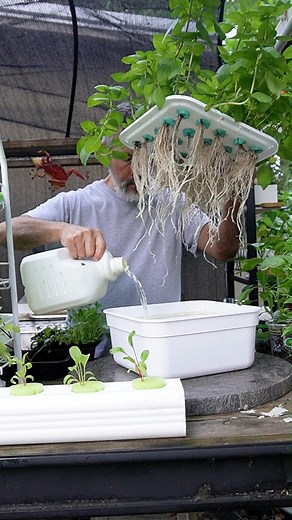 Massive Basil in Tiny Containers 😃🌿🌿🌿 #microgreens #offgrid #hydroponics #diy #gardening | Keep on Growin'