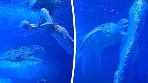 Sea turtle appears to 'harass' mermaid performer during aquarium show