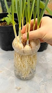 An easy way to grow garlic using a hydroponic system, this method uses used drinking bottles. #gardeningtips #gardening #kebunnanad #plantingtips #garlic #hidroponik | Kebun Nanad