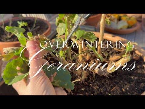 Episode 101 overwintering of geraniums
