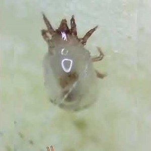 Ramen Noodles Under the Microscope: Shocking Discovery or Viral Hoax? 🔬 #experiment #microscope