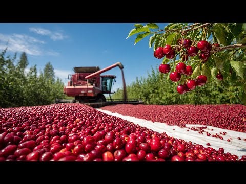 Massive Cherry Harvest in the USA | How Farmers Process Millions of Tons of Cherries