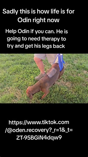 Odin Recovery (@odin.recovery)’s videos with Sweet Dog My Little Love - KRAVEE