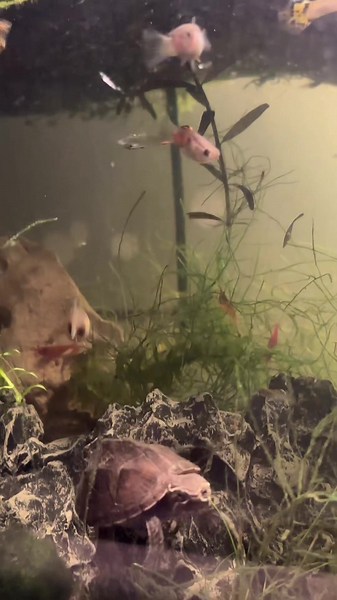 Freshwater Shrimp Care Guide: Beginner Tips for Aquarium Shrimp