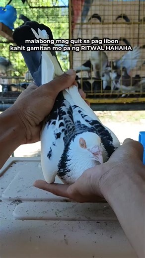 Effective Techniques for Raising Kalapati