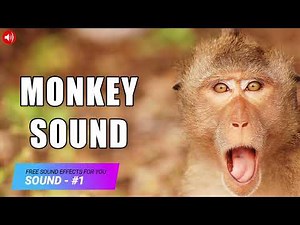 5 "Monkey" Sound Variations in 25 Seconds