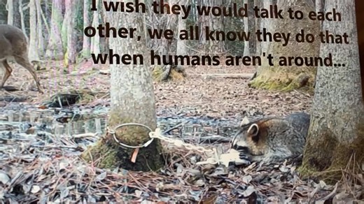 Truths in trapping. The trapper makes a mockery out of the trapping of this raccoon as he watches on film from the comforts of his home. Meanwhile, as the raccoon struggles to escape, in Montana they legally can remain trapped for a week or more until the trapper bothers to return and bludgeon, strangle, or stomp them to death so as not to damage the fur. As shown, biting the trap commonly occurs. Thus, so are mouth and teeth injuries. In order to escape, raccoons are known to bite or twist off 