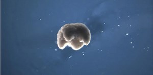 生物学的材料でできた小さなロボット｢xenobot｣が、ほぼ人工生物