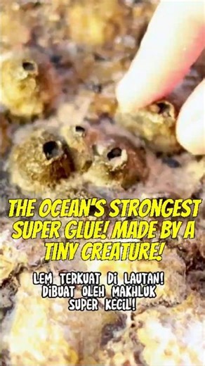 Why do barnacles stick so tightly to surfaces? | #barnacles #glue #ocean #shorts #viral #trending