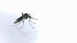 Calabarzon has most dengue cases in PH at 10,000 – DOH