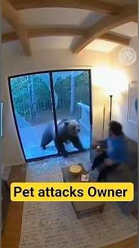 Pet Animals that almost killed their Owners.#babifreitas