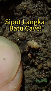 Kenali spesis siput yang hanya di jumpai di Batu Cave sahaja!!! Habitat batu kapur adalah syurga buat siput-siput darat dan boleh mencapai ratusan spesis yang unik. Kebanyakkannya adalah dalam saiz mikro kurang dari 1 cm. Salah satunya ialah siput ini, Diplommatina seimundi sejenis siput darat mikro yang cukup mempersonakan. Lihatlah lingakaran cengkerangnya yang mempunyai rabung sepanjang cengkerang siput. Siput-siput darat seperti ini diancam kepupusan kerana habitatnya sangatlah terhad hanya 