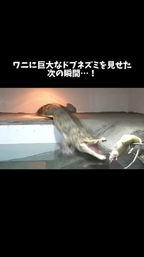 深谷爬虫類館 ワニ: どぶねずみの美しさと巨大ワニの魅力