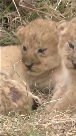 lions kill own cubs 🦁 it's nature wild #africa #animals #serengeti #wildlife #lion #cubs #kills