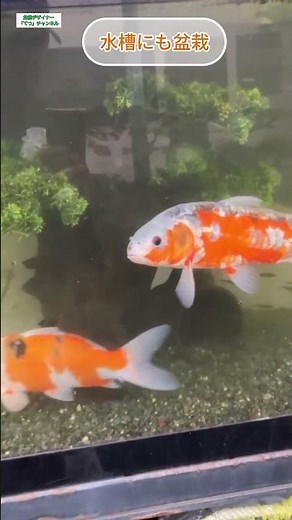 【水槽の中の盆栽】 造花の真柏