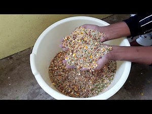 Want to Raise HEALTHY PIGEONS? Watch This Pigeon Food Mix Tutorial Now