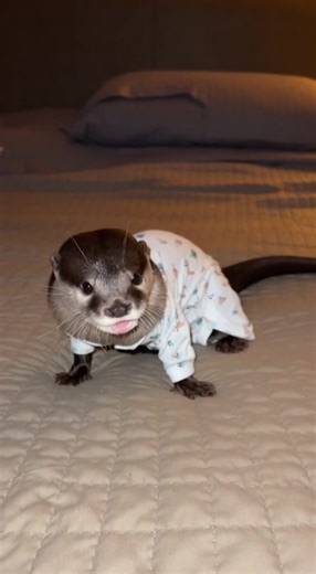 DIY Otter Pajamas: Simple Steps for Wavie's Jammies