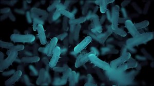 Microscopic View of Bacteria Cells