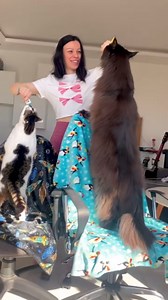 Maine Coon vs Regular Cat: Can You Spot the Difference?