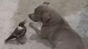Dog and Magpie friendship