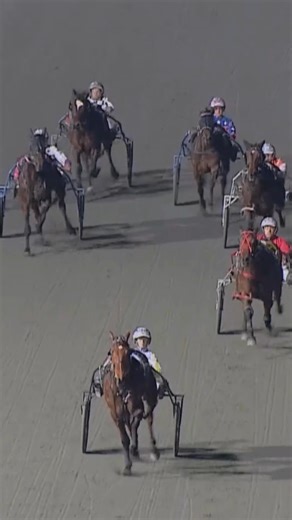 Alabar | Standardbred Stud on Instagram: "The name Standardbred originated in the early development of the breed, when horses had to meet a certain speed standard to be eligible to be registered in the official studbook, first published in 1871 📖 This gave rise to the name and the high standard of stamina and endurance we see in our horses today! #atraditionofexcellence #DidYouKnow?"