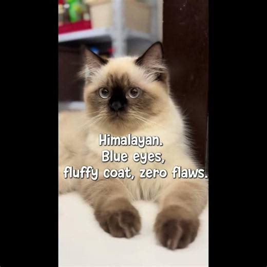 Top 5 Most Beautiful Cat Breeds That Don't Look Real 😍 #shorts #cats #catshorts #funnycat